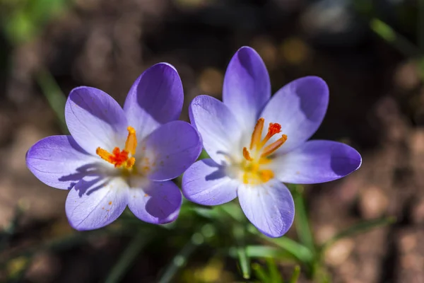 Nahaufnahme Von Erstaunlich Zarten Blühenden Blumen — Stockfoto