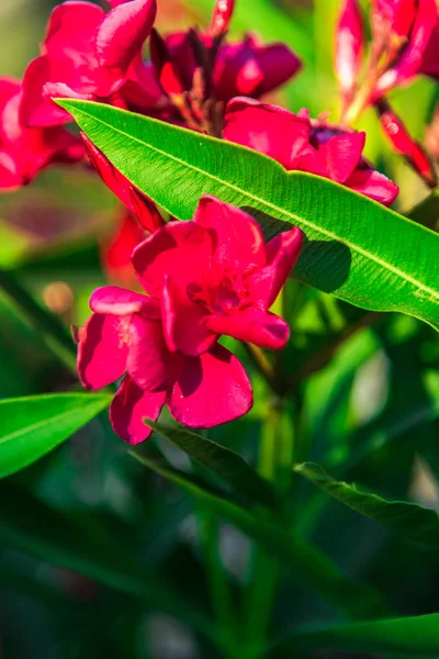 Primo Piano Colpo Fiori Fiore Rosa — Foto Stock