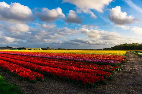 Close Van Verbazingwekkende Kleurrijke Bloeiende Bloemen Veld — Stockfoto