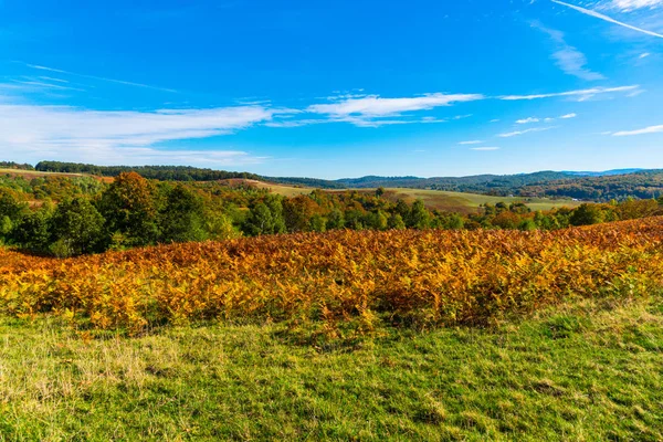 Vue Imprenable Sur Nature Avec Des Arbres Fond Bleu Ciel — Photo