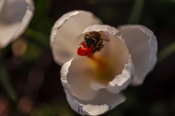 Nahaufnahme Von Erstaunlichen Bunten Blühenden Blume Mit Biene Inneren — Stockfoto