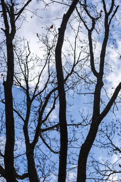 Mavi gökyüzüne karşı çıplak ağaçlar
