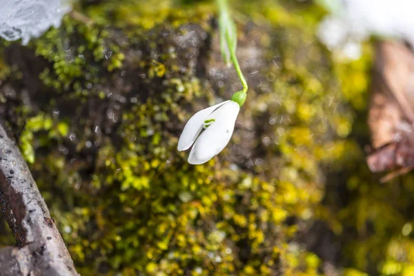 Close Van Verbazingwekkende Kleurrijke Bloeiende Bloem — Stockfoto