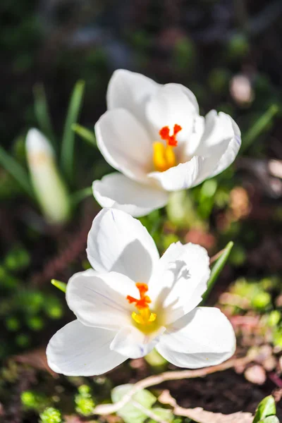 Närbild Fantastiska Anbud Blommande Blommor — Stockfoto