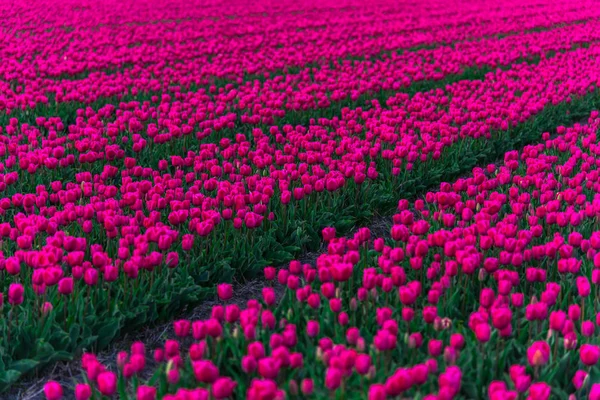 Zbliżenie Niesamowite Kolorowe Pola Kwitnących Kwiatów — Zdjęcie stockowe