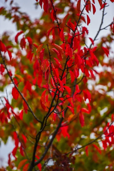 Natura Incredibile Con Alberi Colorati Intorno — Foto Stock