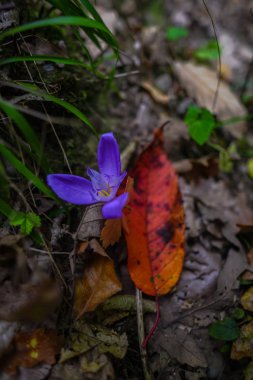 İnanılmaz renkli çiçek açan çiçek yakın çekim