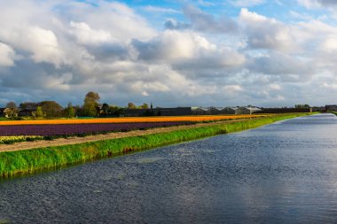 Çiçeklerle göl ve tarla
