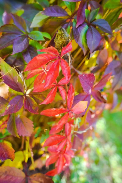 Feuilles Automne Rouge Image Rapprochée — Photo