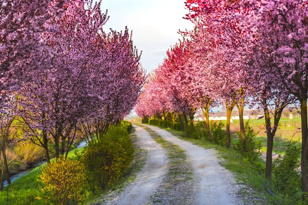 Increíble Naturaleza Con Árboles Coloridos Alrededor — Foto de Stock