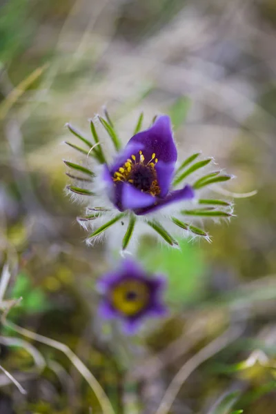 Close Amazing Tender Blooming Flowers — Stock Photo, Image