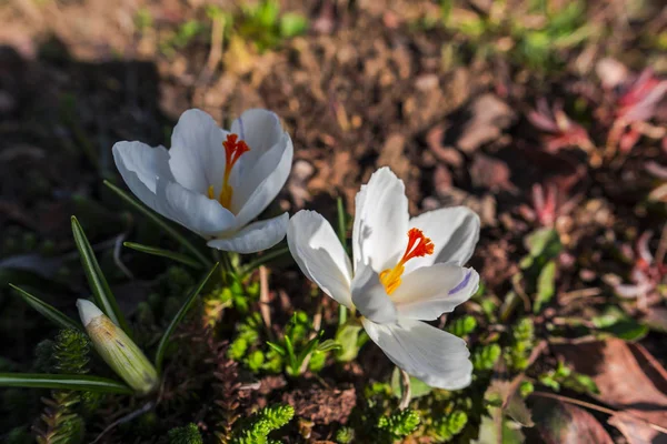 Şaşırtıcı Ihale Çiçek Açan Çiçekler Yakın Çekim — Stok fotoğraf