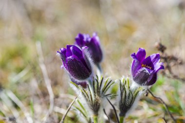 Şaşırtıcı ihale çiçek açan çiçekler yakın çekim