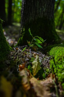İlkbaharda ormanın içinde