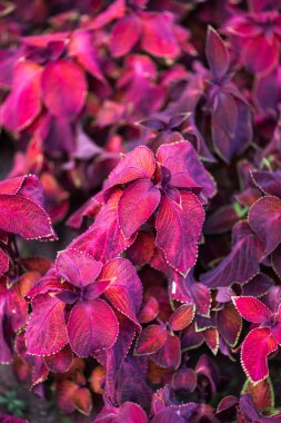 İnanılmaz renkli çiçek açan çiçekler yakın çekim