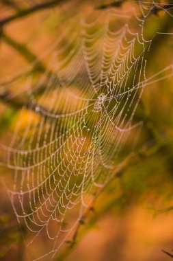 Sihirli örümcek ağı üzerinde arka plan bulanık