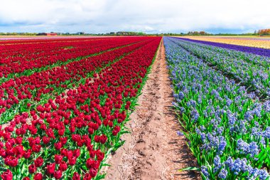 İnanılmaz renkli çiçek açan çiçekler yakın çekim
