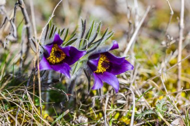 Şaşırtıcı ihale çiçek açan çiçekler yakın çekim