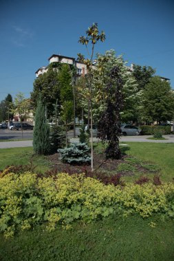 güneşli bir günde güzel park 