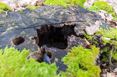 Sonbahar Ormanı çayırında yeşil yosun ile kaplı eski ağaç