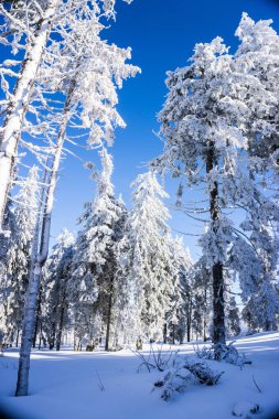 Şaşırtıcı doğa manzaralı karlı ağaçlar ve bulutlu gökyüzü arka plan