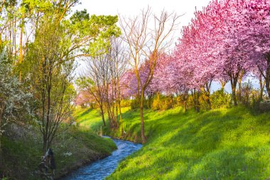 İlkbaharın inanılmaz renkleri