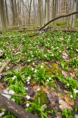 İnanılmaz renkli çiçek açan çiçekler yakın çekim
