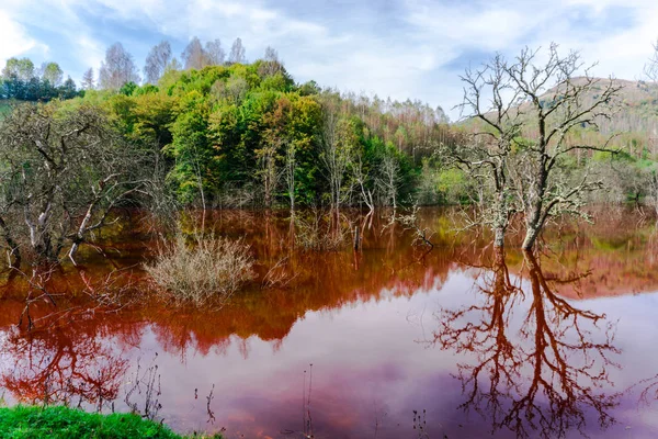 Awesome Nature View Orange Colored River Green Trees — Stock Photo, Image