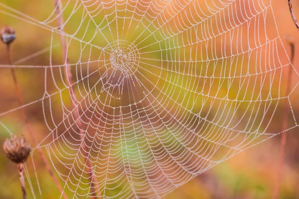 Sihirli örümcek ağı üzerinde arka plan bulanık