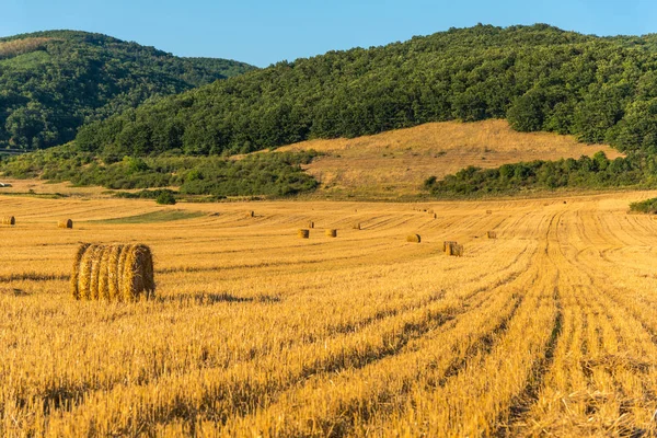 Champ Blé Dans Paysage Rural — Photo