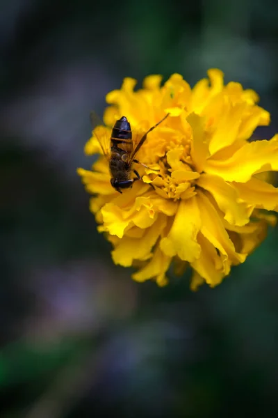 关闭惊人的五颜六色的盛开的花朵与蜜蜂 — 图库照片