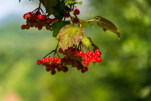 Vogelbeeren Auf Ästen — Stockfoto