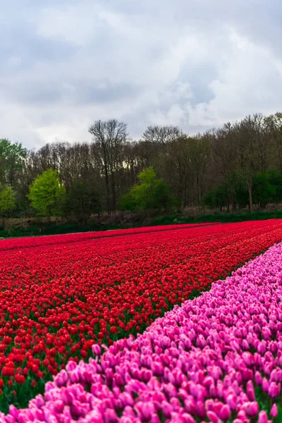 Närbild Fantastiska Färgglada Blommande Blommor Fält — Stockfoto