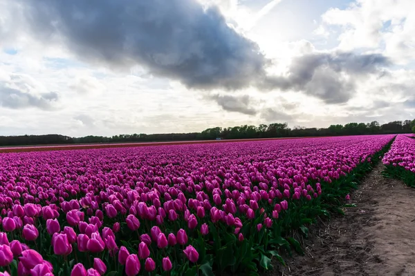 Primo Piano Incredibile Campo Fiori Colorati Fiore — Foto Stock