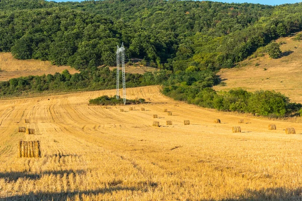 Weizenfeld Ländlicher Landschaft — Stockfoto