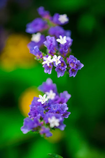 Närbild Fantastiska Färgglada Blommor — Stockfoto