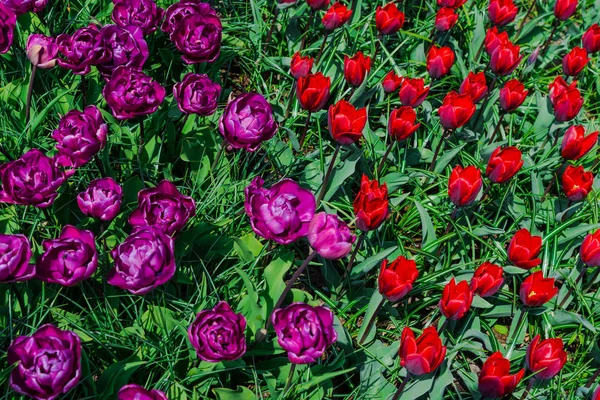 Nahaufnahme Von Erstaunlichen Bunten Blühenden Blumen — Stockfoto
