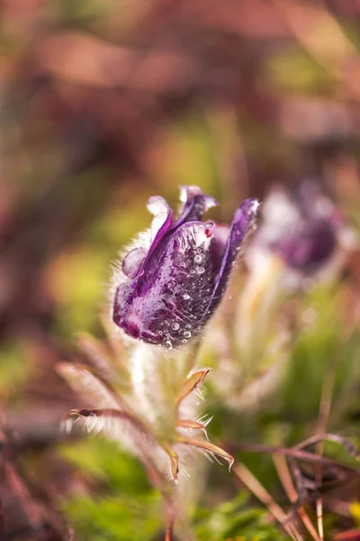 Close Van Verbazingwekkende Tedere Bloeiende Bloemen — Stockfoto