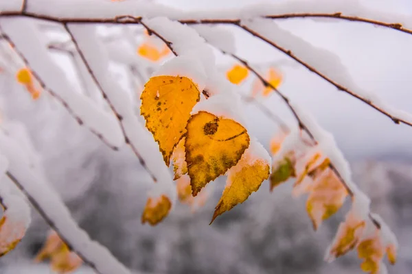 秋天的树叶被雪覆盖着 — 图库照片