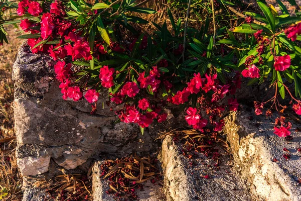 Primo Piano Incredibili Fiori Colorati Fiore — Foto Stock