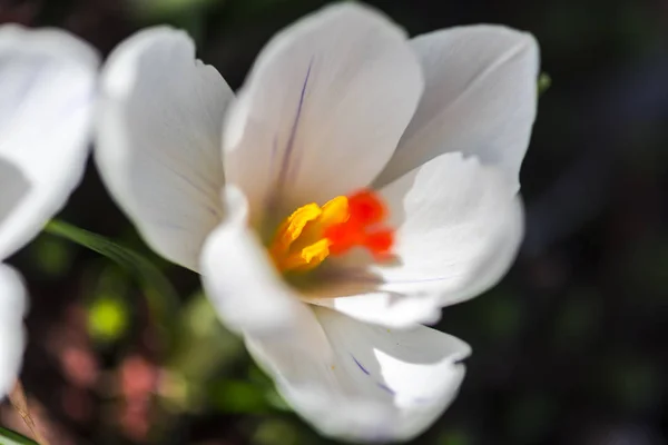 Закрыть Удивительный Цветущий Цветок — стоковое фото