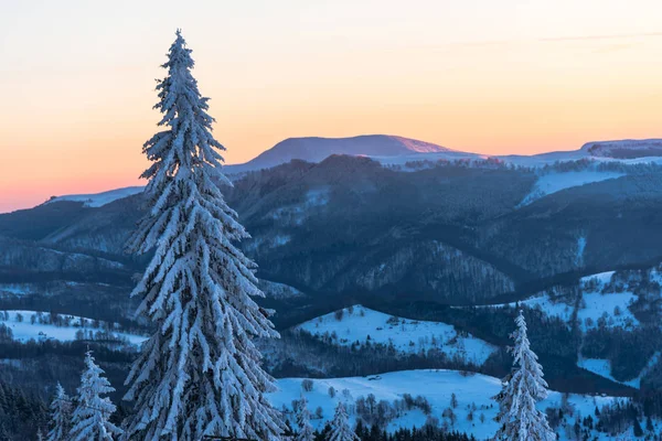 Increíble Vista Naturaleza Con Pinos Cielo Nublado — Foto de Stock