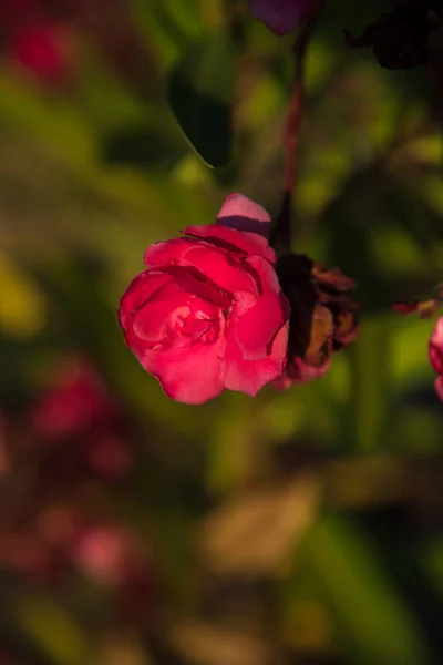 Primo Piano Incredibili Fiori Colorati Fiore — Foto Stock