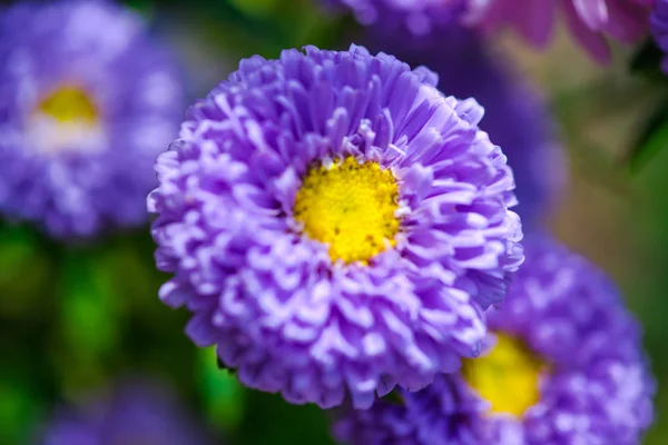 Gros Plan Fleurs Colorées Étonnantes — Photo