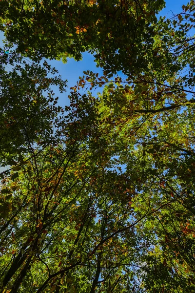 Spodní Obraz Zelených Stromů Lese — Stock fotografie