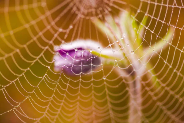 Mor Çiçek Örümcek Ağı — Stok fotoğraf