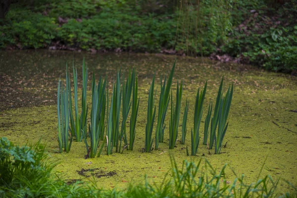 숲속의 녹색쌀 — 스톡 사진