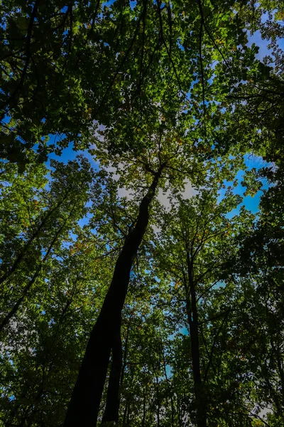 Unteres Bild Der Grünen Bäume Wald — Stockfoto