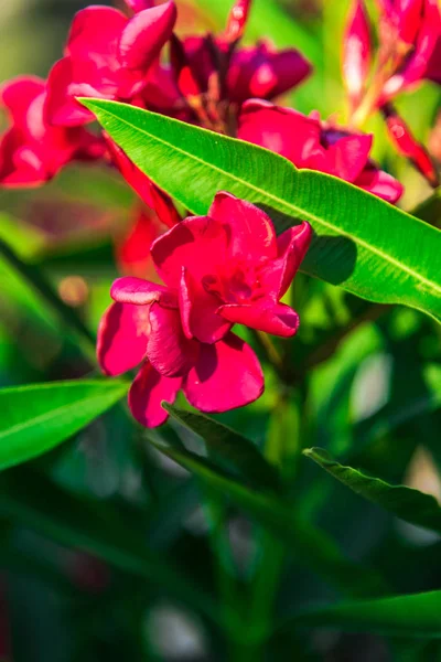 Primo Piano Colpo Fiori Fiore Rosa — Foto Stock