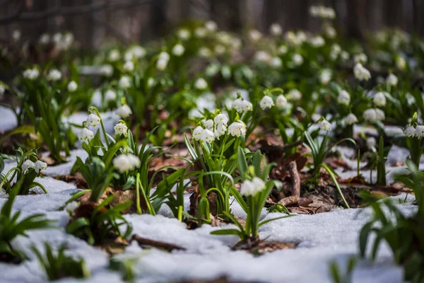 Nahaufnahme Von Erstaunlichen Bunten Blühenden Winterblume — Stockfoto